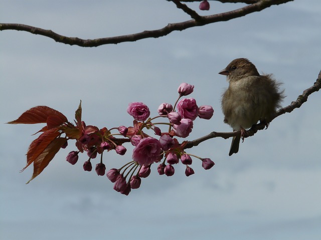 bird