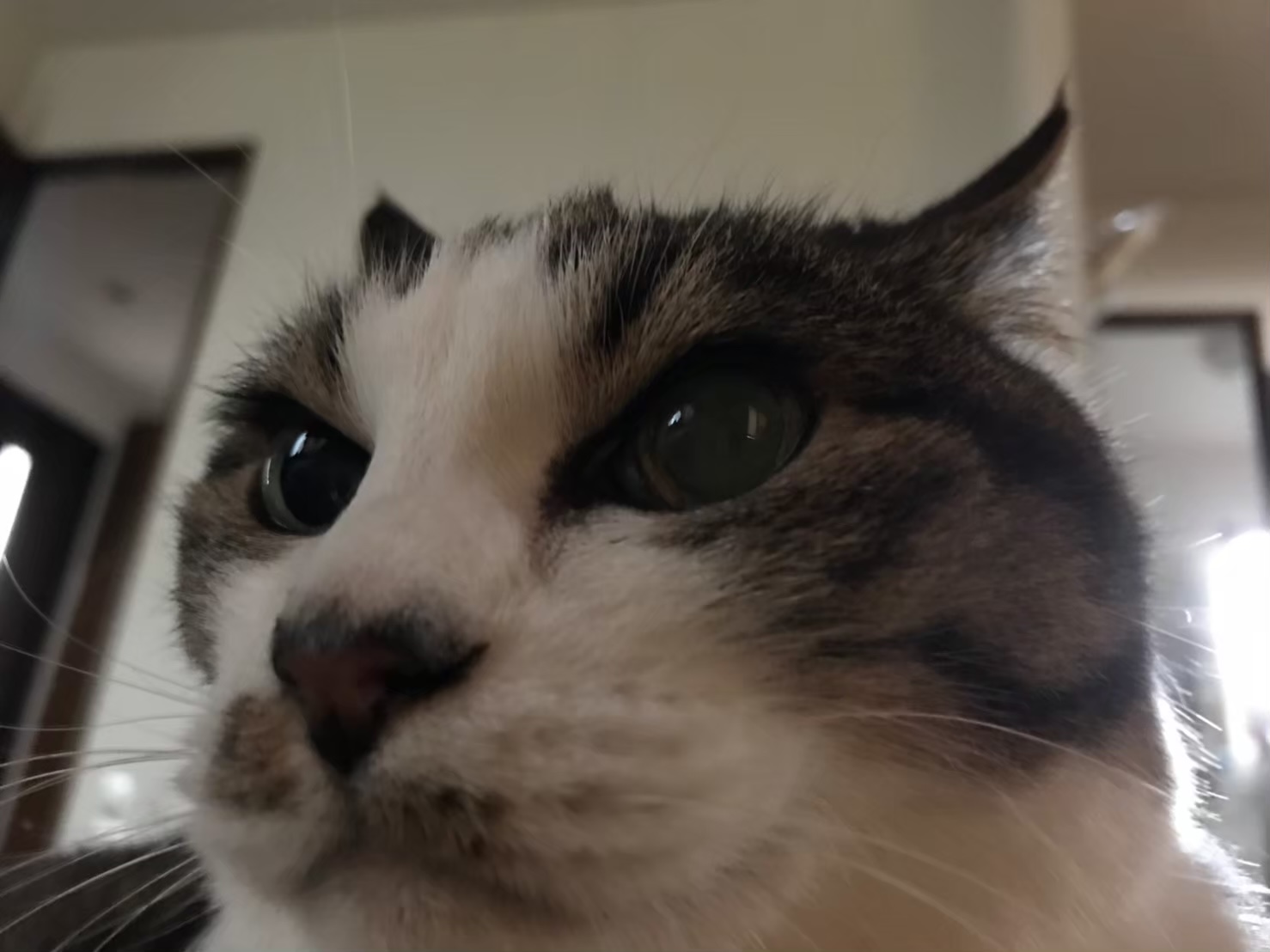 chibichi