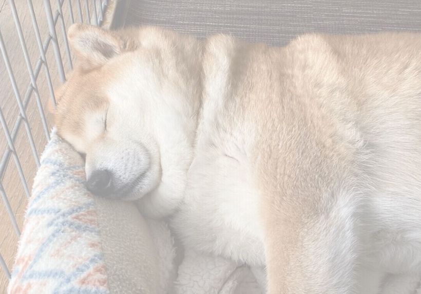 愛犬そら1
