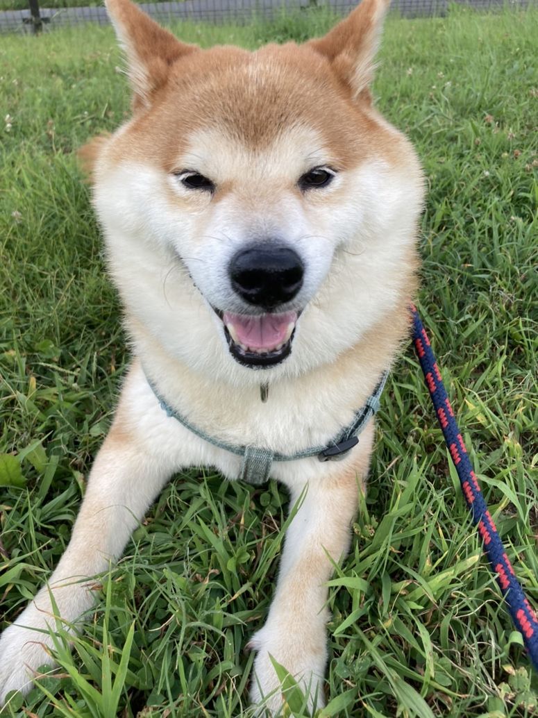 愛犬そら2